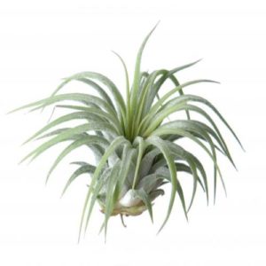 Air Plant