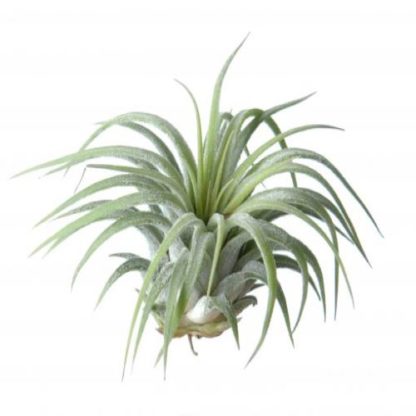 Air Plant